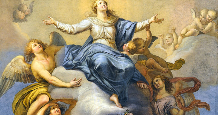 This week, we celebrate the Solemnity of the Assumption of the Blessed Virgin Mary.